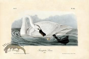 Trumpeter Swan